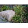 carex.jpg