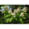 catalpa.jpg