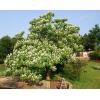 catalpa2.jpg