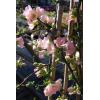 chaen.pink-lady.jpg