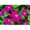 clematis-002.jpg