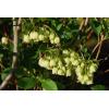 enkianthus.jpg