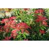 pieris-forest-flame.jpg