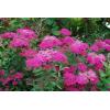 spirea.jpg
