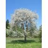 suesskirsche_prunus_avium.jpg