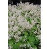 tiarella-cord..jpg